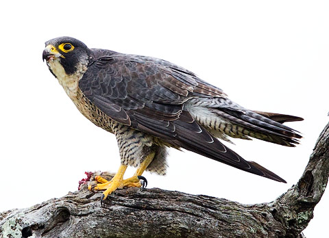 Peregrine Falcon with prey